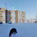 Русская псовая борзая, фотография 4