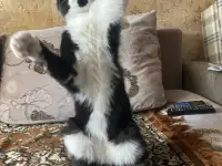самый ласковый в мире кот ищет хозяев