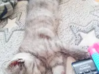 Шотландские котята, фотография 6