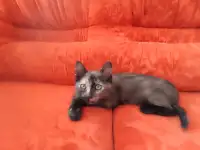 Котёнок, фотография 3