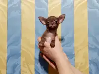 Мини чихуахуа, фотография 2