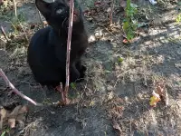 Котенок в дар, фотография 9
