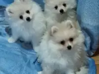 Померанский шпиц  - девочки