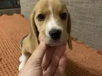 Щенки Бигль, фотография 4