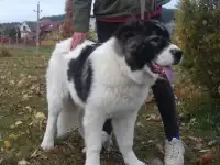 Кавказской овчарки щенки, фотография 3