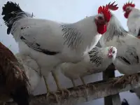 Куры несушки доставка по району, фотография 2