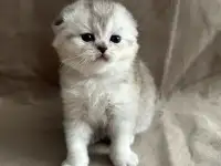 Шотландские вислоухие котята, фотография 5