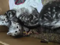Шотландские мраморные котята, фотография 2