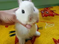 Декоративные кролики