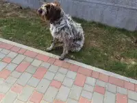 Дратхаар, фотография 3
