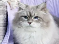 Сибирский кот, невский маскарадный кот ищет новую семью, фотография 6