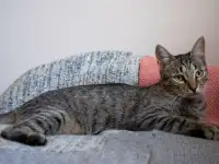 Котенок Тоффи, 7 мес., фотография 6