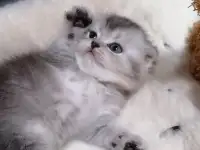 Котята шотландские вислоухие, фотография 2