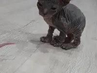 Донской сфинкс, фотография 2