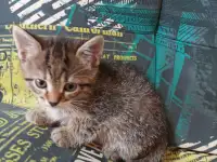 котята в добрые руки, фотография 4