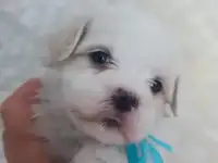 Мальтийской болонки щенки