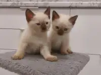 Чистокровные тайские (старосиамские) котята, фотография 5