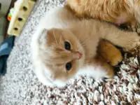 Шотландский котёнок, фотография 4