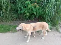Щенки русской гончей, фотография 2