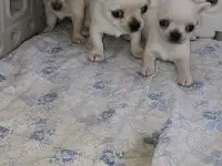Чихуахуа девочки