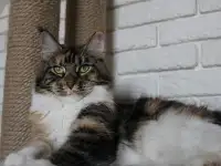 Взрослая кошка мейн-кун в добрые руки., фотография 4