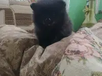 Щенок шпица девочка