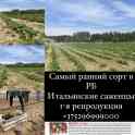 саженцы клубники