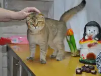 шотландцы, фотография 2