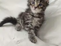 Котята Мейн-кун, фотография 7