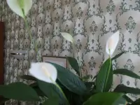Большие комнатные растения, фотография 6