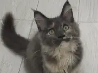 Мейн кун