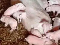 Продам поросят породы Ландрас с личного подворья
