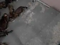 Продам бенгальскую кошку