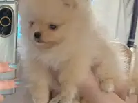 Шпиц