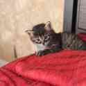 отдам домашних котят, фотография 6