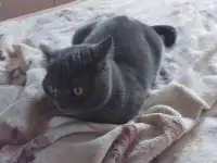 Кошка Британка 3г