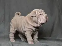 щенки шарпей, фотография 7
