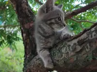 Кошечка