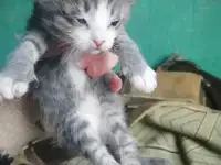 Котята ищут дом, фотография 4