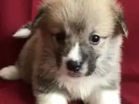 Чистокровные малыши Вельш корги