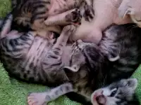 Ориентальные котята, фотография 2