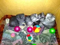 Персидские котята Экстремального типа чистокровные. Персы., фотография 3