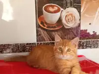 Рыжее солнышко ищет дом!, фотография 4