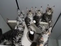 Котята мейн кун!, фотография 5