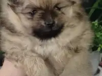 Продаю щенка мини шпиц