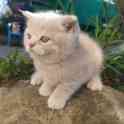 Британский короткошёрстный котенок