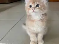 Котята, фотография 5