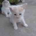 КОТЯТА, фотография 5