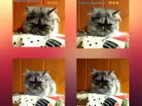 Персидские котята экстремального типа чистокровные.Персы.Котята., фотография 6