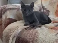 Милый котенок, фотография 2